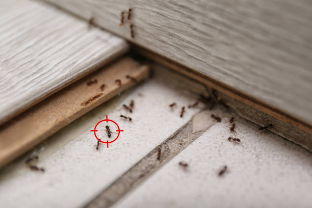 Best Pest Prevention Services  in Lamar, CO