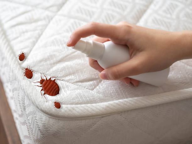 Flea Control Services in Lamar, CO